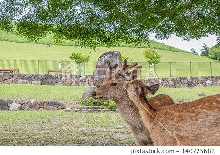 奈良公園裡的鹿群正在互相梳理毛髮 奈良公園裡的鹿群正在互相梳理毛髮 140725682