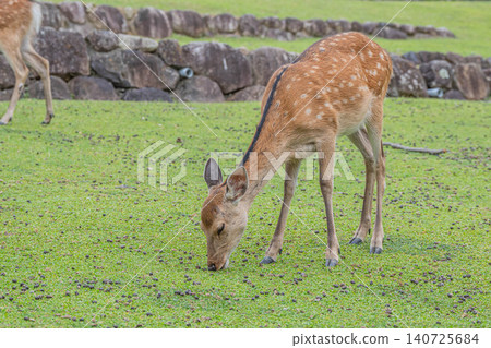 Deer at the foot of Mount Wakakusa, Nara Park Deer at the foot of Mount Wakakusa, Nara Park 140725684