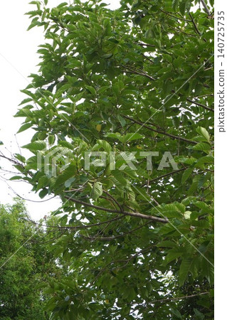 Small buds of the Japanese snowbell tree - June 2026 Small buds of the Japanese snowbell tree - June 2026 140725735