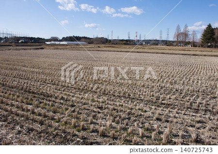 Winter rice field 140725743