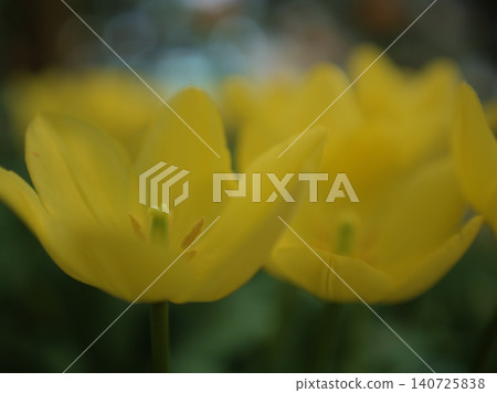 Beautiful tulip flowers that bloomed vividly in May 140725838