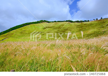 Soni Plateau, pampas grass, Soni Village 140725868