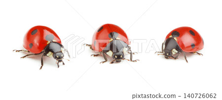 Ladybug on white background Ladybug on white background 140726062