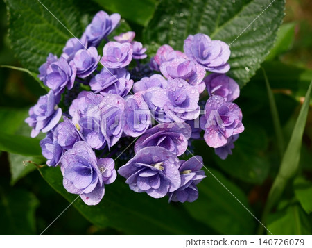The vibrant purple of hydrangeas, wet with rain. The vibrant purple of hydrangeas, wet with rain. 140726079