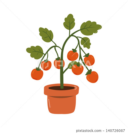 Potted Tomato Plant with Ripe Tomatoes for Home Gardening 140726087