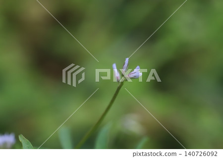 Tiny pale purple vetch flowers blooming in the spring fields. Tiny pale purple vetch flowers blooming in the spring fields. 140726092
