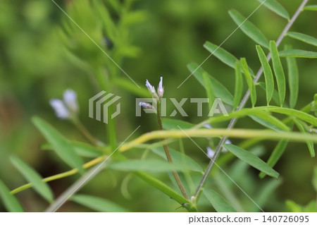 Tiny pale purple vetch flowers blooming in the spring fields. Tiny pale purple vetch flowers blooming in the spring fields. 140726095