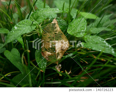 The veins of withered leaves are translucent like lace amidst the fresh green leaves after the rain. The veins of withered leaves are translucent like lace amidst the fresh green leaves after the rain. 140726223