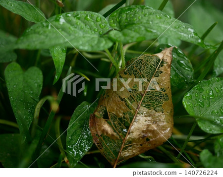 美麗的枯萎葉片，葉脈清晰可見，水珠散落在鬱鬱蔥蔥的綠草叢中。 140726224