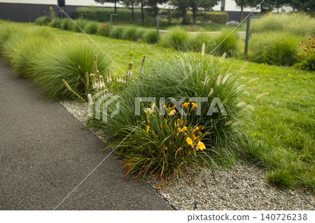 Modern courtyard landscaping with ornamental grass and yellow flowers Modern courtyard landscaping with ornamental grass and yellow flowers 140726238