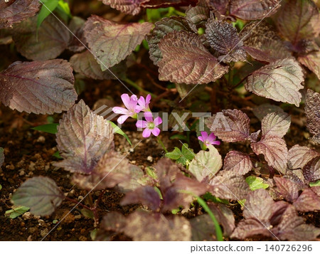 Pink flowers of purple wood sorrel peek out from between the leaves of red perilla. Pink flowers of purple wood sorrel peek out from between the leaves of red perilla. 140726296
