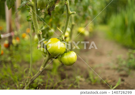 Green tomatoes growing on tall plants in outdoor garden 140726299