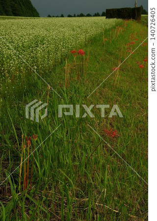 In mid-September, in the buckwheat fields of Sakashita-cho, Nakatsugawa City, Gifu Prefecture, the white buckwheat flowers were in full bloom, creating a beautiful contrast with the red spider lilies. In mid-September, in the buckwheat fields of Sakashita-cho, Nakatsugawa City, Gifu Prefecture, the white buckwheat flowers were in full bloom, creating a beautiful contrast with the red spider lilies. 140726405