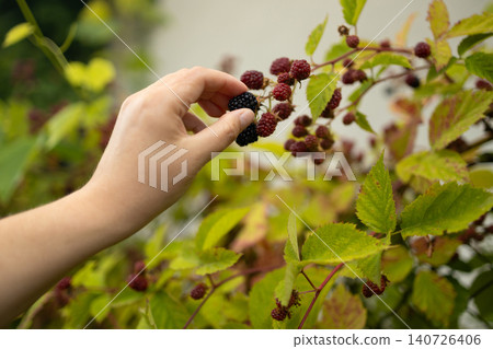 Fresh organic blackberries ripening on branch in summer garden Fresh organic blackberries ripening on branch in summer garden 140726406
