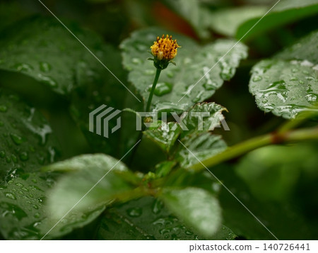 雨後,綠葉上掛滿了雨滴,一朵黃色的鬼針草花正在盛開。 雨後,綠葉上掛滿了雨滴,一朵黃色的鬼針草花正在盛開。 140726441