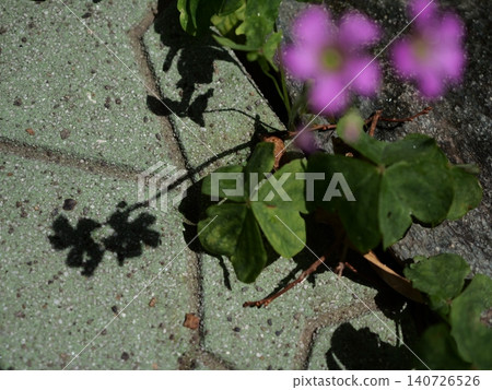 Purple wood sorrel flowers blooming in the gaps between the garden paving stones and their shadows cast on the blocks. Purple wood sorrel flowers blooming in the gaps between the garden paving stones and their shadows cast on the blocks. 140726526