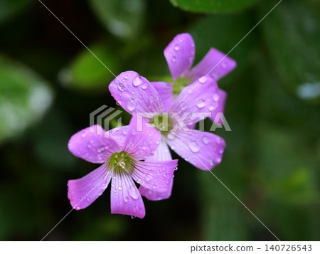 Purple wood sorrel flowers blooming in the garden, covered in raindrops after the rain. Purple wood sorrel flowers blooming in the garden, covered in raindrops after the rain. 140726543