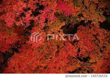 The magnificent autumn foliage of the Chōjagawa River, a tributary of the Niyodo River. The magnificent autumn foliage of the Chōjagawa River, a tributary of the Niyodo River. 140726558