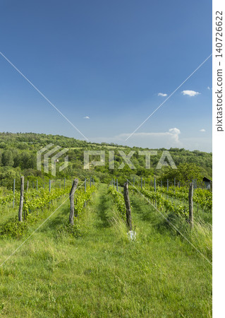 Vineyard rows growing on a sunny day in Zidlochovice 140726622