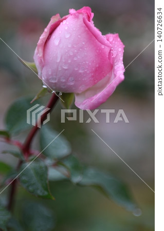 秋雨中的玫瑰 秋雨中的玫瑰 140726634