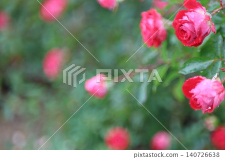 autumn roses in the rain autumn roses in the rain 140726638