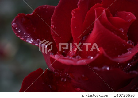 autumn roses in the rain autumn roses in the rain 140726656