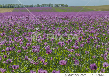 Purple poppy field blooming under clear sky in Czechia 140726660