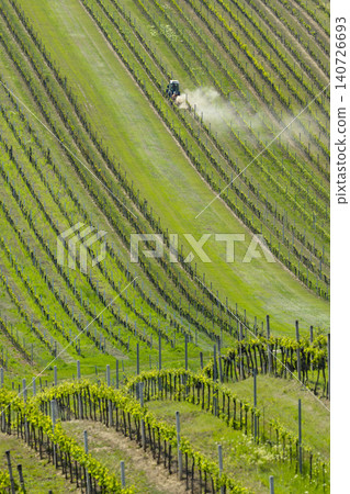 Tractor treating rows of young grapevines on a sloping vineyard Tractor treating rows of young grapevines on a sloping vineyard 140726693