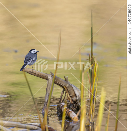 White wagtail bird perching on branch in water White wagtail bird perching on branch in water 140726696