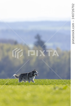 Siberian husky dog walking in green field Suchy Dul Siberian husky dog walking in green field Suchy Dul 140726702