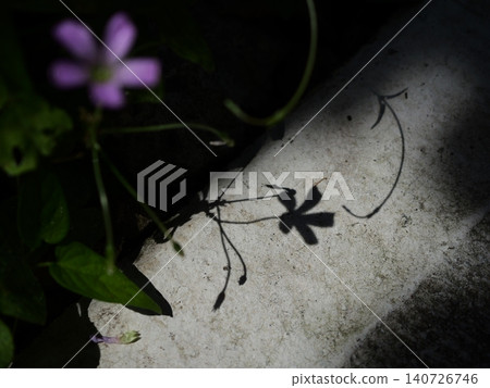 紫花酢漿草的花和莖稈的影子在水泥地上投下清晰的陰影。 紫花酢漿草的花和莖稈的影子在水泥地上投下清晰的陰影。 140726746