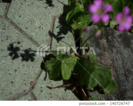 The shadows of purple wood sorrel flowers and heart-shaped leaves fall beautifully on the paving stones. The shadows of purple wood sorrel flowers and heart-shaped leaves fall beautifully on the paving stones. 140726747