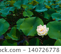 White and pale pink lotus flowers blooming among large lotus leaves. Summer pond, horizontal view. [Tenpyo-no-Oka/Tochigi] 140726778