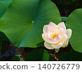Close-up of a pale pink lotus flower with a large lotus leaf and copy space. Landscape orientation. [Tenpyo no Oka/Tochigi] 140726779