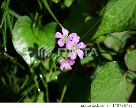 Bathed in the strong sunlight after the rain, the silhouettes of the wood sorrel flowers are cast upon the green leaves. Bathed in the strong sunlight after the rain, the silhouettes of the wood sorrel flowers are cast upon the green leaves. 140726785