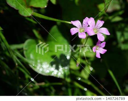雨後陽光強烈，酢漿草的花在綠葉上投下斑駁的輪廓。 140726789
