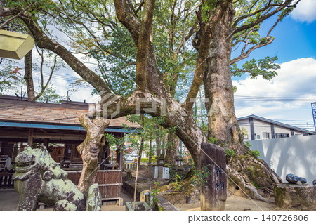 熊本葵阿蘇神社,神聖的樟樹 熊本葵阿蘇神社,神聖的樟樹 140726806