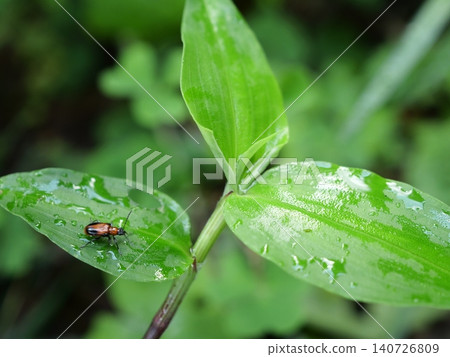 A tiny red-necked leaf beetle rests on the fresh leaves of a dayflower after the rain. A tiny red-necked leaf beetle rests on the fresh leaves of a dayflower after the rain. 140726809