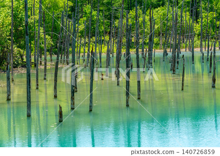 北海道:日本最壯觀的景色-美瑛的青池(2026年6月) 北海道:日本最壯觀的景色-美瑛的青池(2026年6月) 140726859