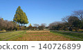 Under the clear autumn sky, rice is being dried in the sun. 140726899