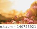 夕陽下，粉紅色的波斯菊競相綻放 140726921
