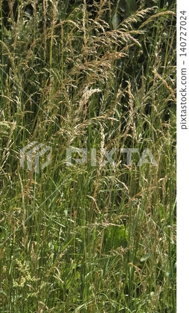 Close-up of tall wild green and dry brown grass with seeds growing in summer meadow under sunlight, concept of natural textures and rural environment 140727024