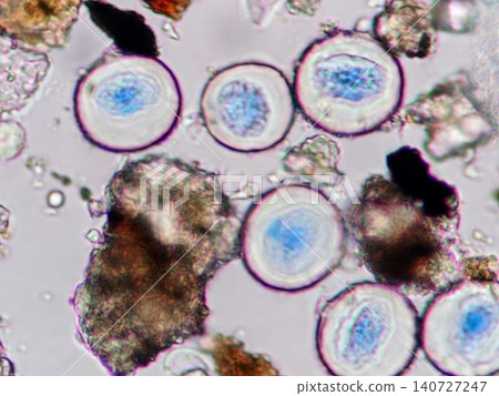 This is a microscopic view of cedar pollen collected on the terrace. This is a microscopic view of cedar pollen collected on the terrace. 140727247