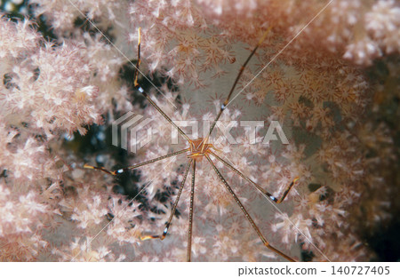 Underwater macro photographs of a fully bloomed pink soft coral and a beautiful Ortmann's shrimp. 140727405