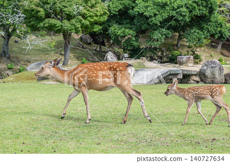 Deer parent and child Nara Park Deer parent and child Nara Park 140727634