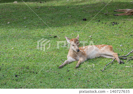 A fawn relaxing on the grass in Nara Park. A fawn relaxing on the grass in Nara Park. 140727635
