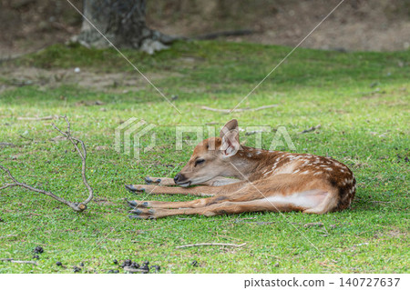 A fawn relaxing on the grass in Nara Park. 140727637