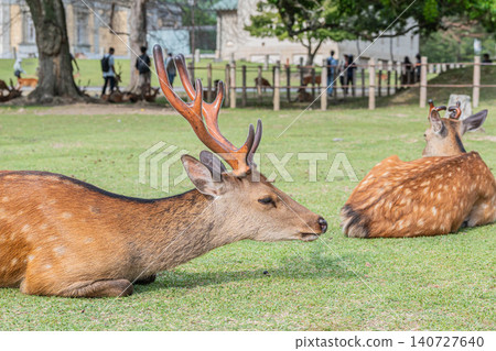 A stag relaxes in a green space at Nara Park. A stag relaxes in a green space at Nara Park. 140727640