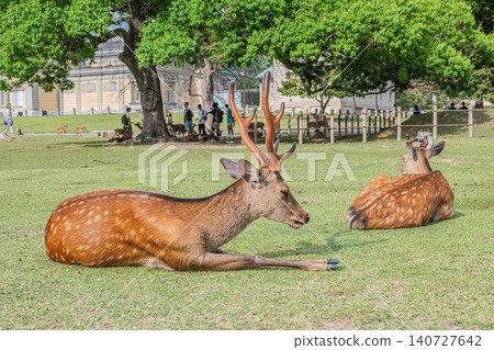 一隻雄鹿在奈良公園的綠地裡悠閒地休息。 140727642