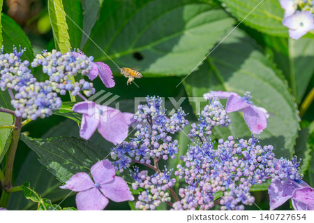 Hydrangea and bees 140727654